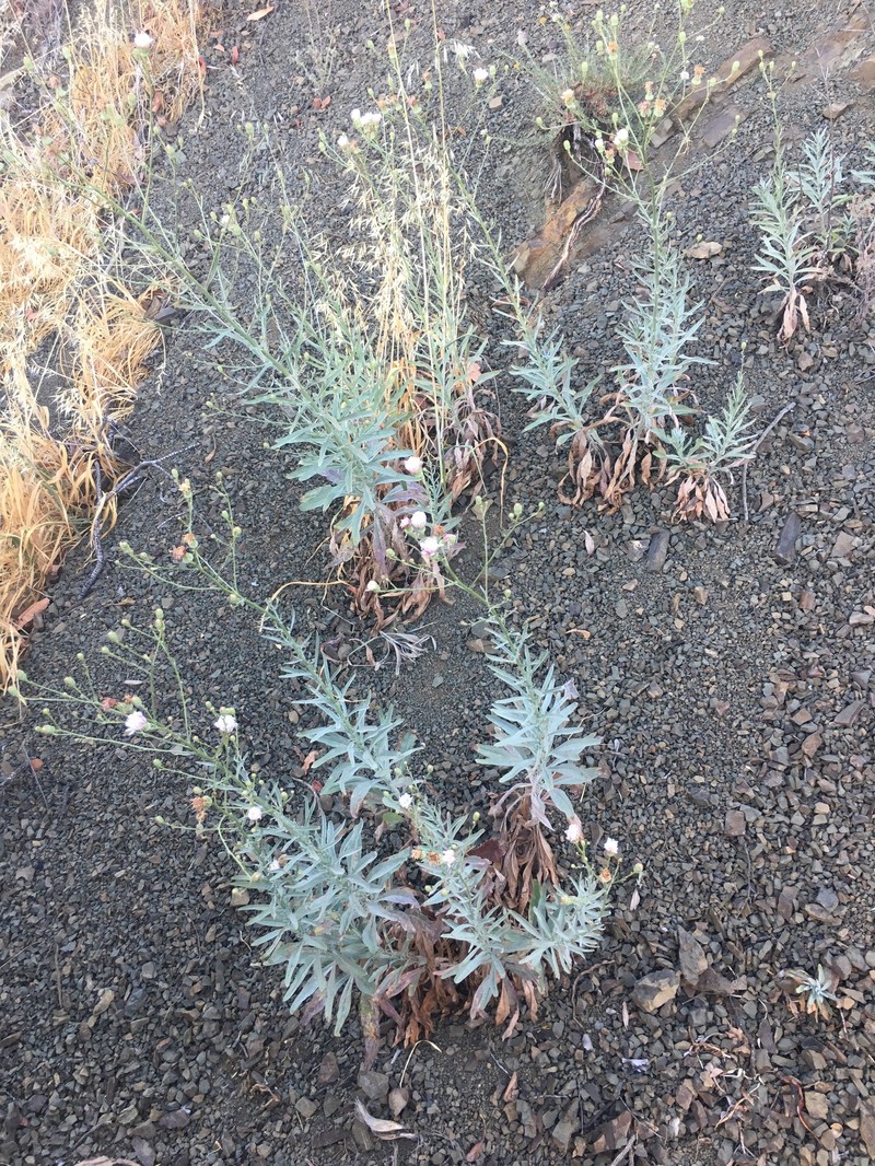 Malacothrix saxatilis var. arachnoidea photo 4