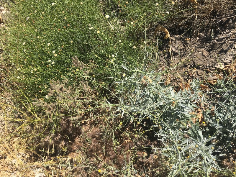 Malacothrix saxatilis var. arachnoidea photo 5