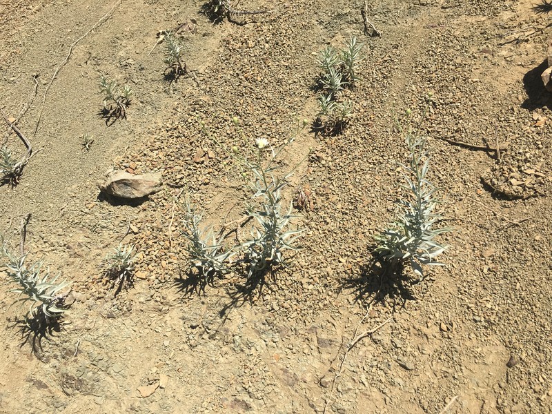 Malacothrix saxatilis var. arachnoidea photo 6