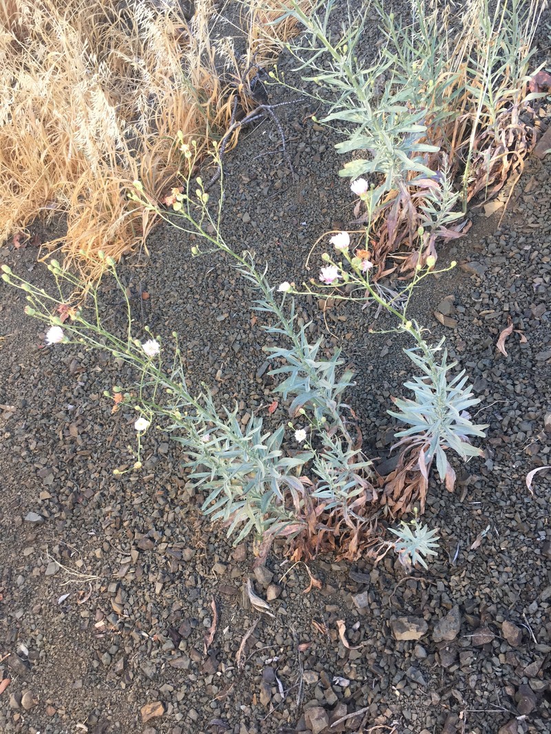 Malacothrix saxatilis var. arachnoidea photo 7