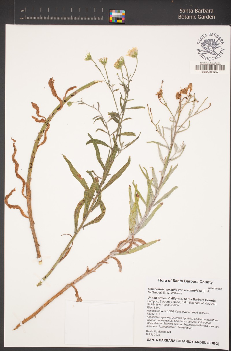 Malacothrix saxatilis var. arachnoidea photo 8