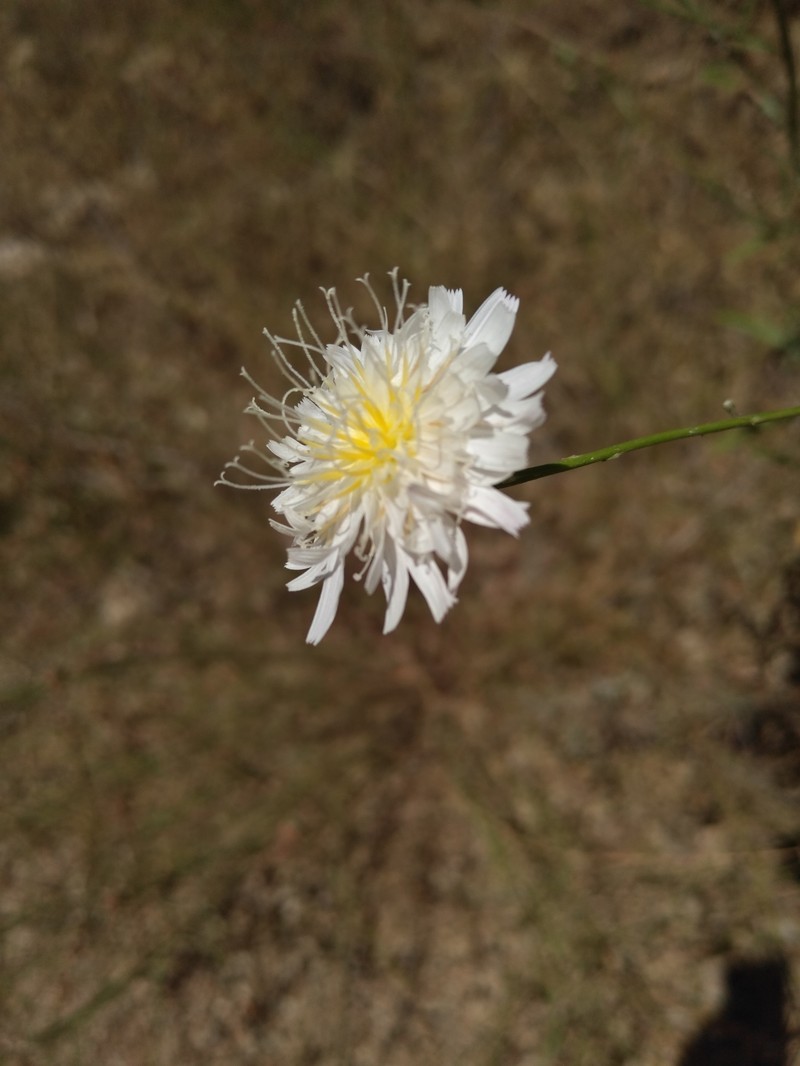 Malacothrix saxatilis var. commutata photo 2