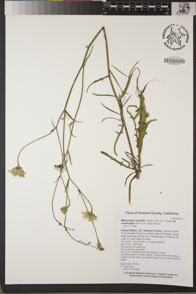 Malacothrix saxatilis var. commutata photo 3