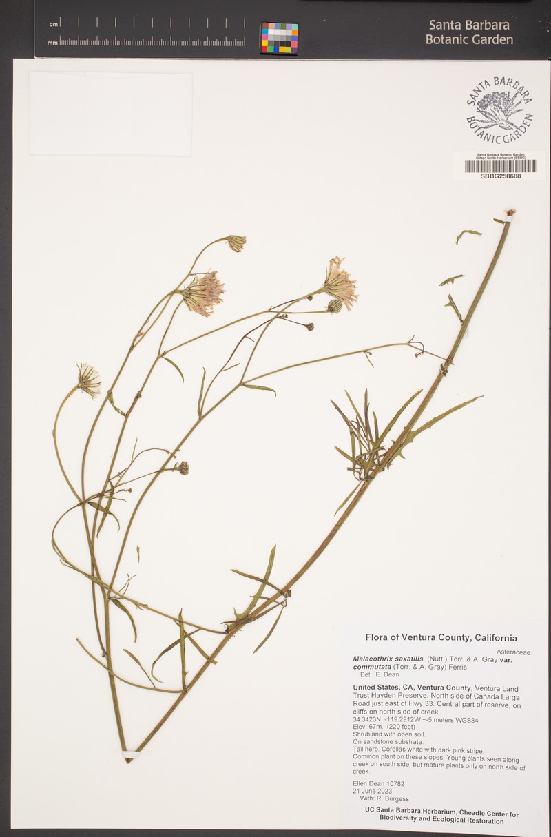 Malacothrix saxatilis var. commutata photo 4