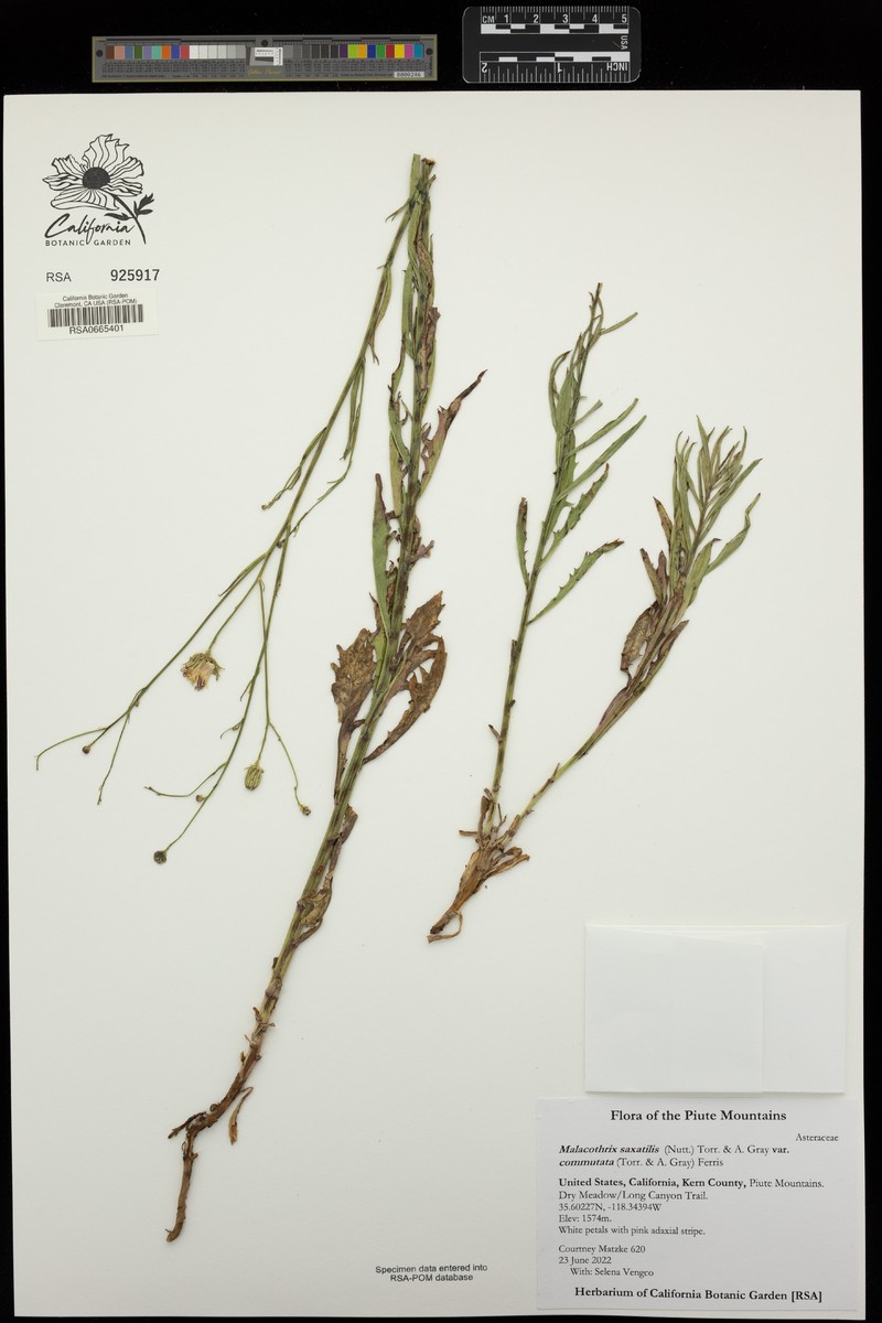 Malacothrix saxatilis var. commutata photo 5