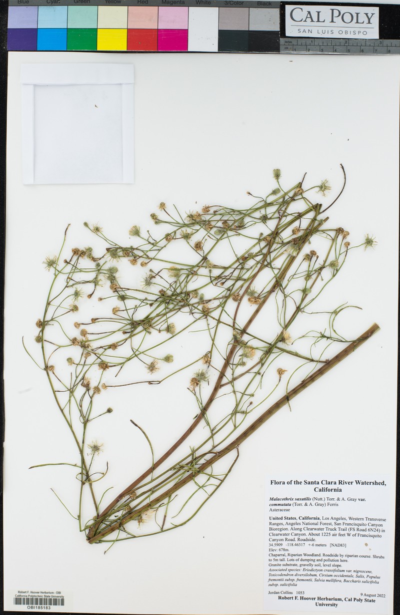 Malacothrix saxatilis var. commutata photo 6