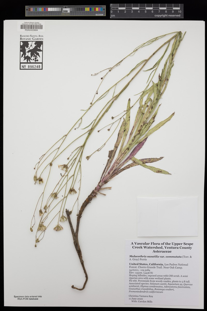 Malacothrix saxatilis var. commutata photo 7