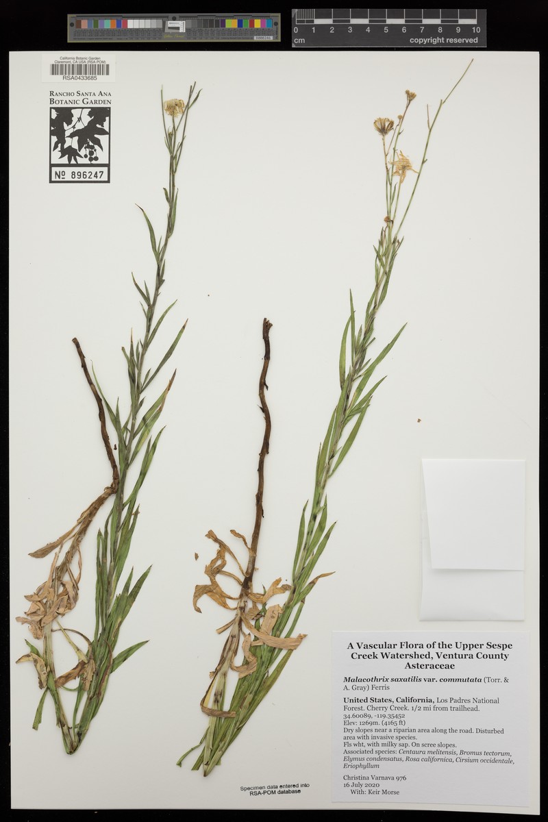 Malacothrix saxatilis var. commutata photo 8