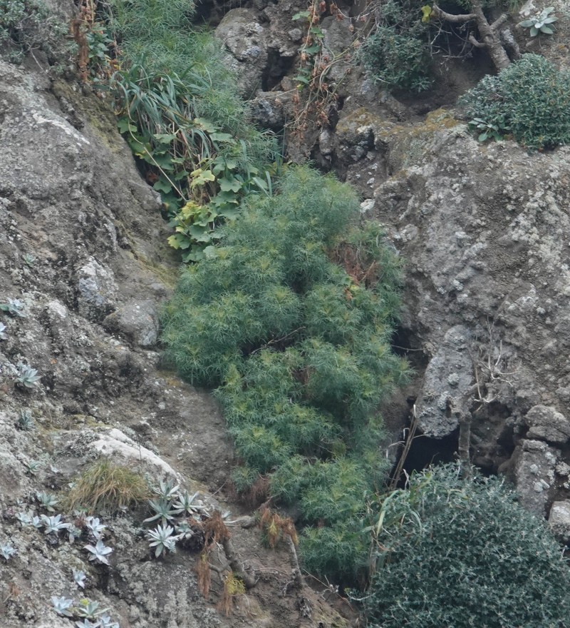 Malacothrix saxatilis var. implicata