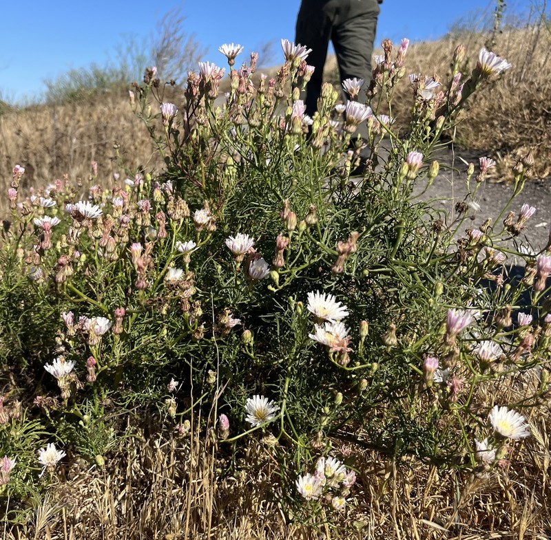 Malacothrix saxatilis var. implicata photo 2