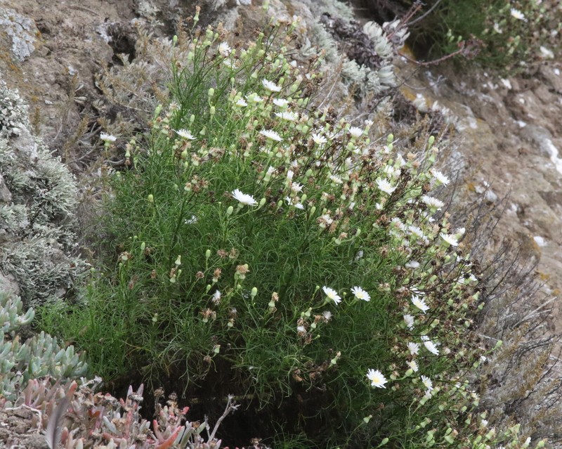 Malacothrix saxatilis var. implicata photo 3
