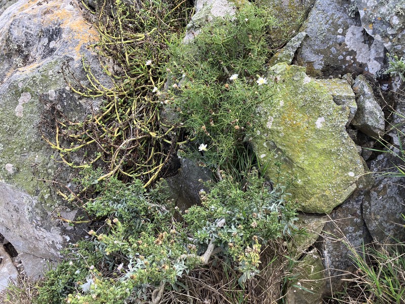 Malacothrix saxatilis var. implicata photo 4