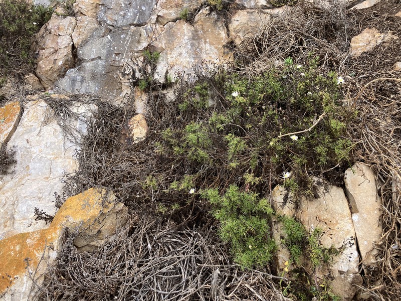 Malacothrix saxatilis var. implicata photo 5