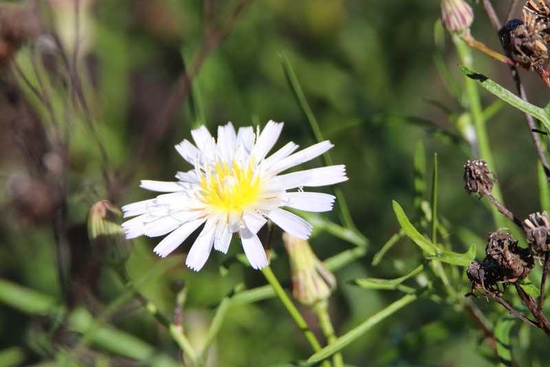Malacothrix saxatilis var. implicata photo 6