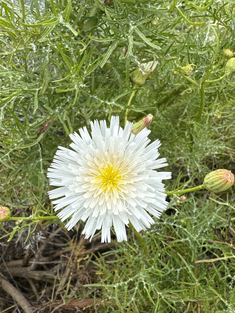 Malacothrix saxatilis var. implicata photo 7