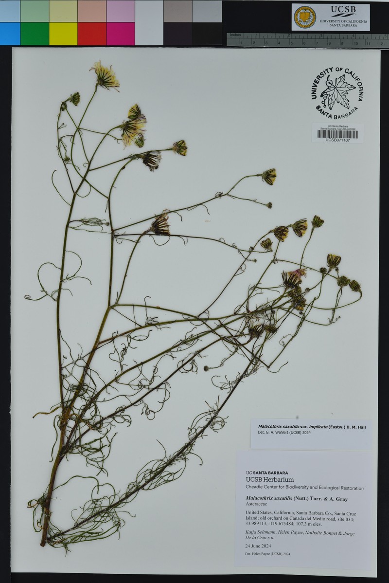 Malacothrix saxatilis var. implicata photo 8
