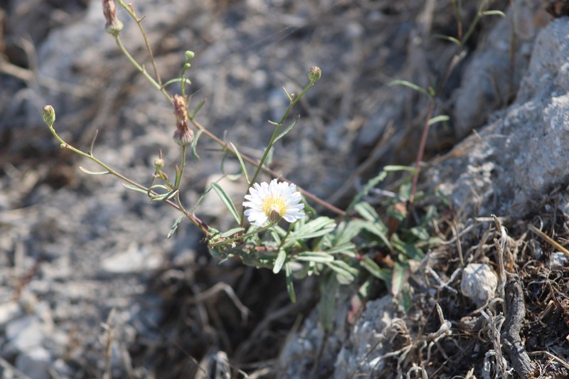 Malacothrix saxatilis var. saxatilis