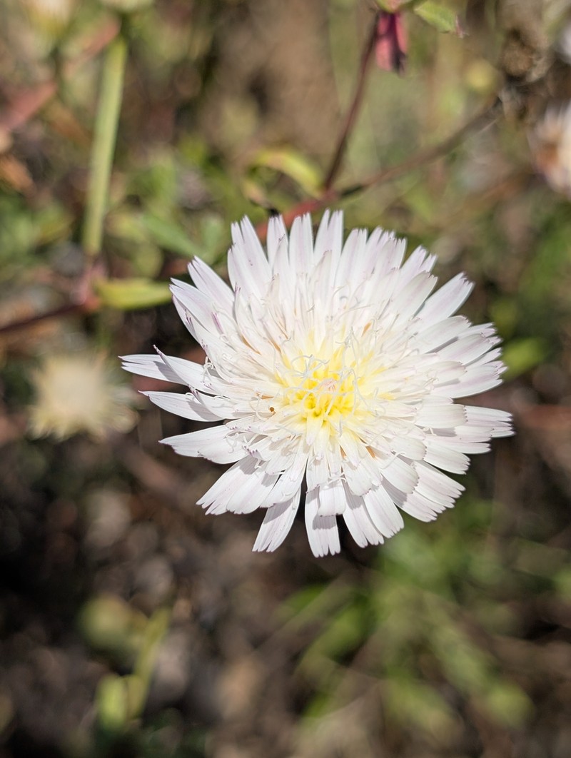 Malacothrix saxatilis var. saxatilis photo 2