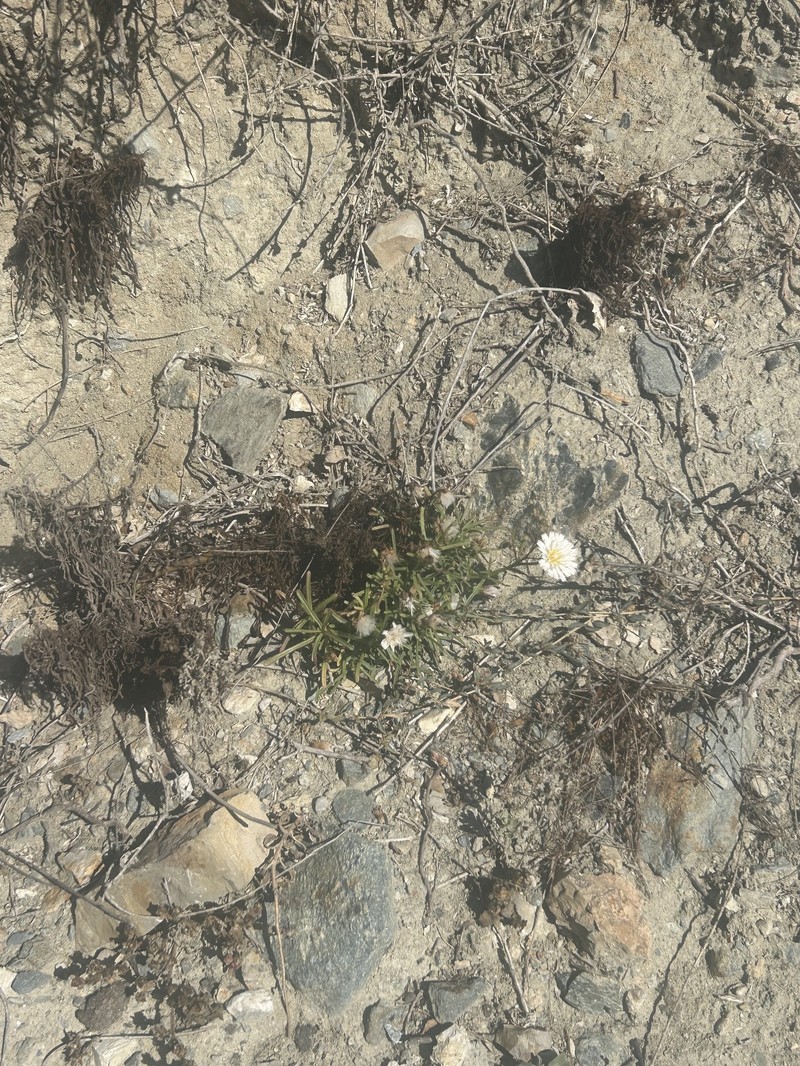 Malacothrix saxatilis var. saxatilis photo 3
