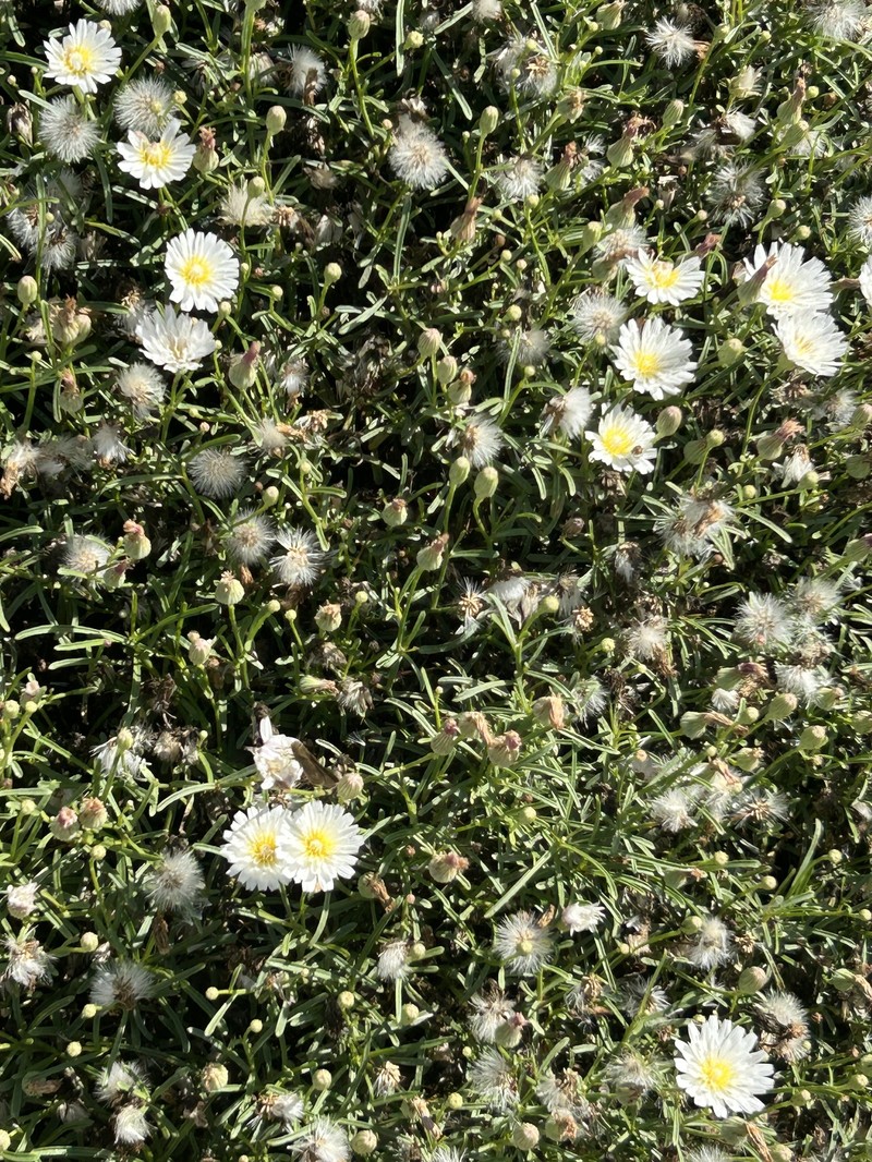 Malacothrix saxatilis var. saxatilis photo 4