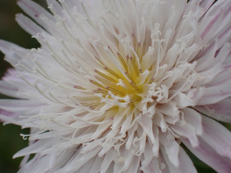 Malacothrix saxatilis var. saxatilis photo 5