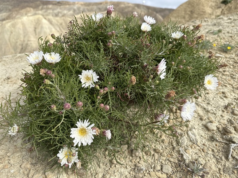 Malacothrix saxatilis var. saxatilis photo 6