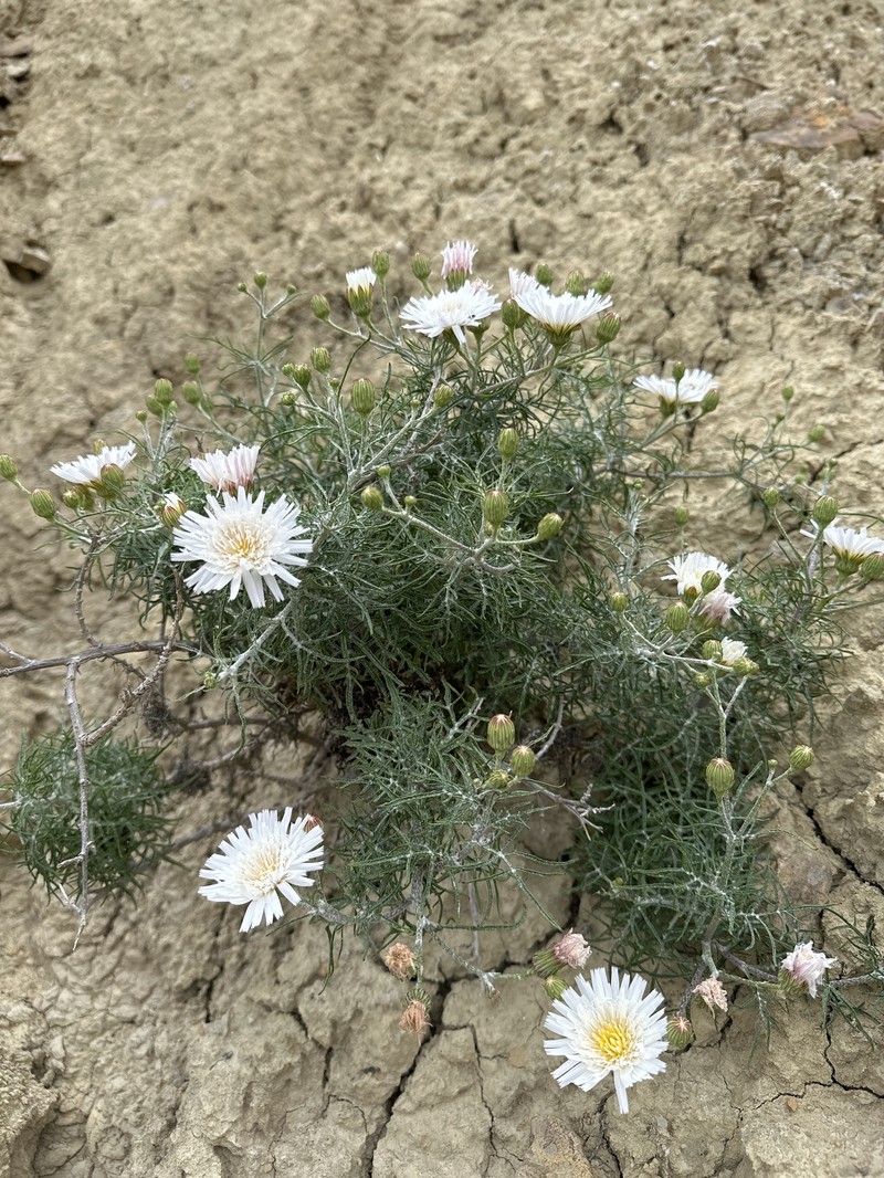 Malacothrix saxatilis var. saxatilis photo 8