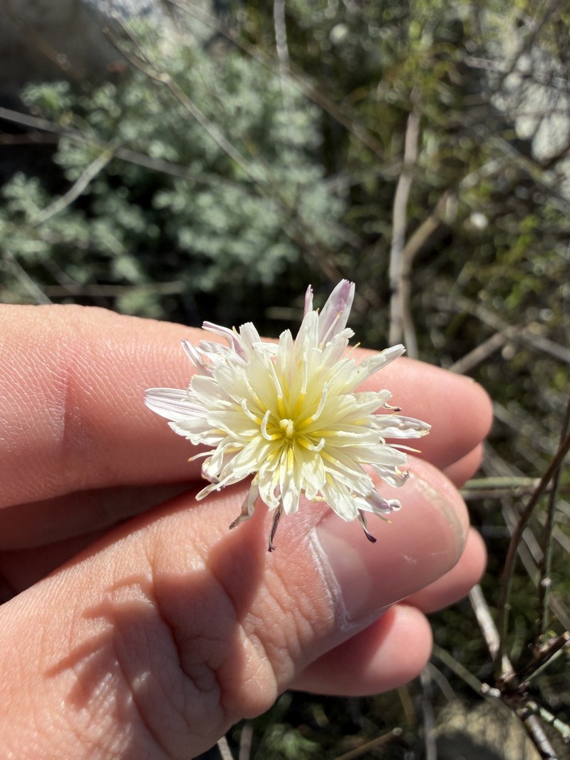 Malacothrix saxatilis var. tenuifolia