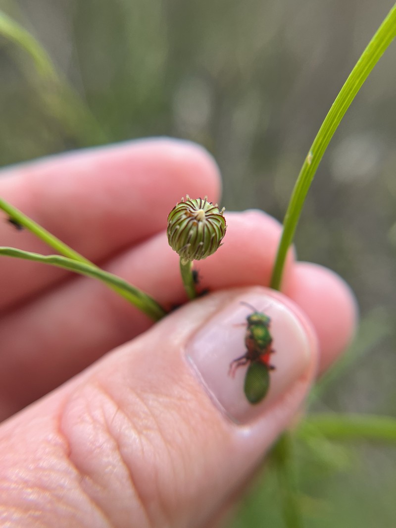 Malacothrix saxatilis var. tenuifolia photo 2