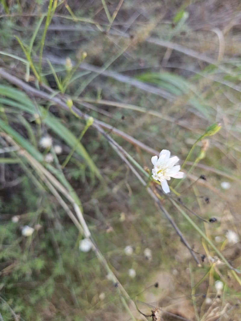 Malacothrix saxatilis var. tenuifolia photo 3