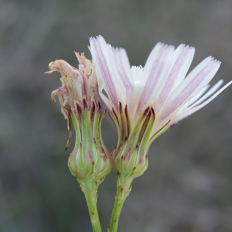 Malacothrix saxatilis var. tenuifolia photo 4