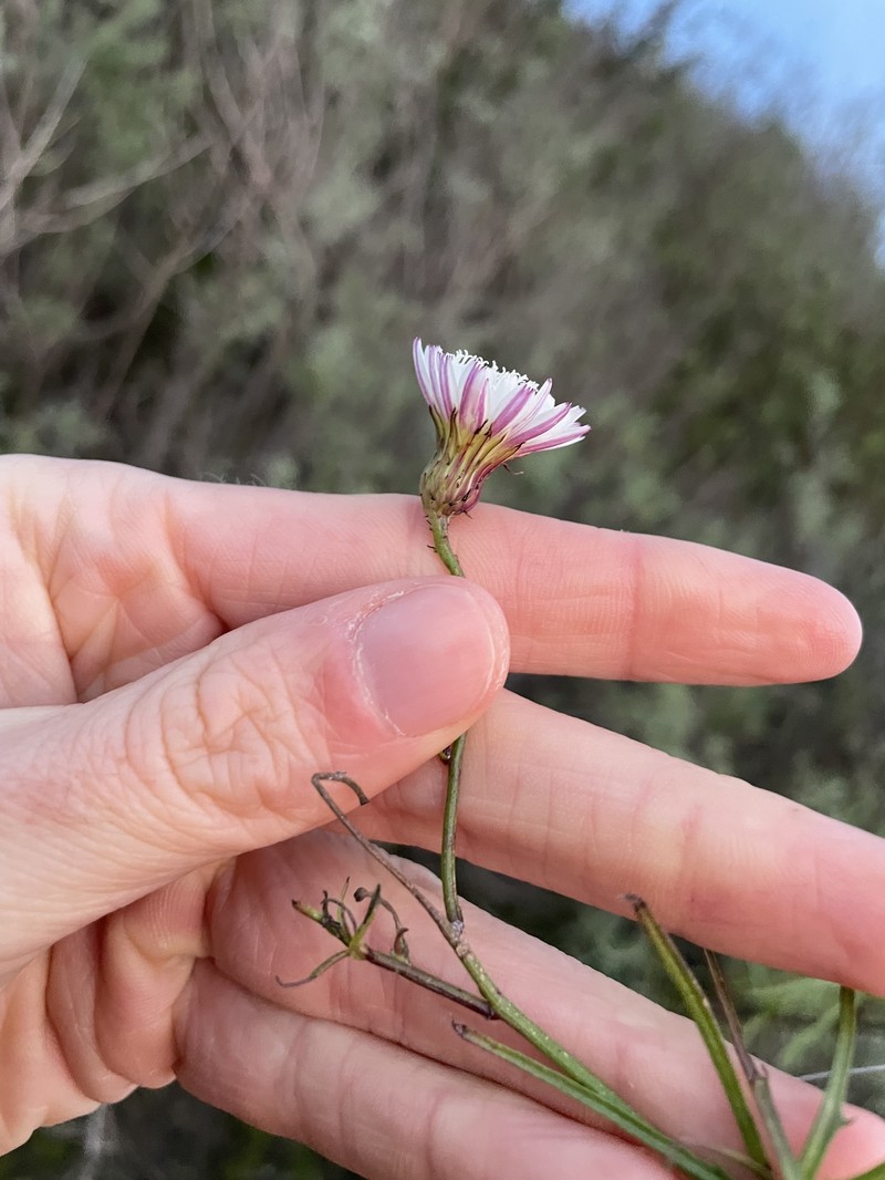 Malacothrix saxatilis var. tenuifolia photo 5