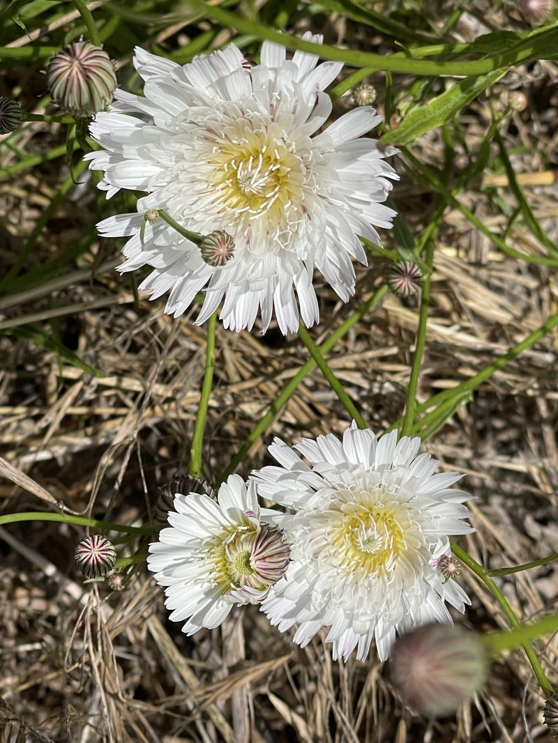 Malacothrix saxatilis var. tenuifolia photo 6