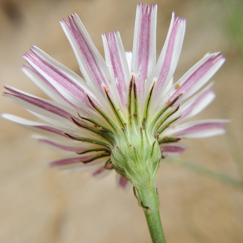 Malacothrix saxatilis var. tenuifolia photo 7