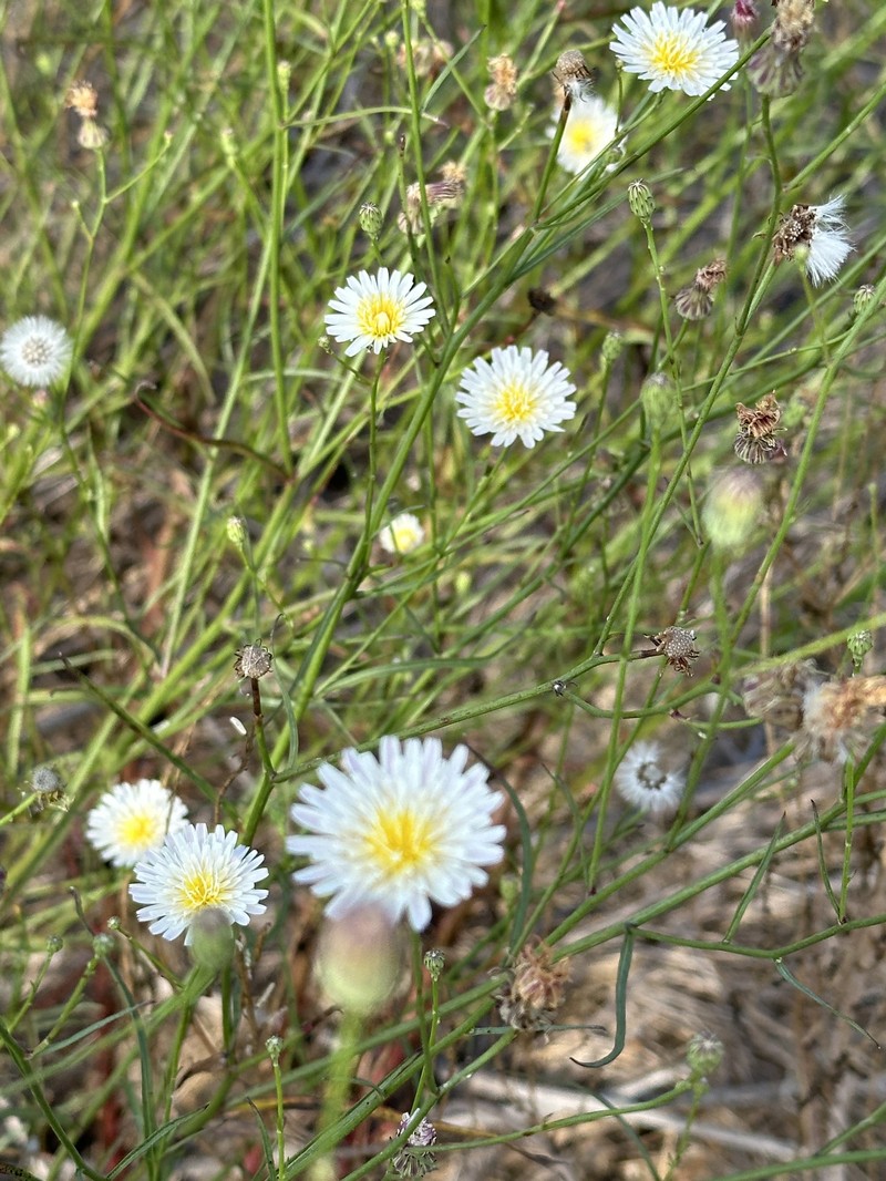 Malacothrix saxatilis var. tenuifolia photo 8