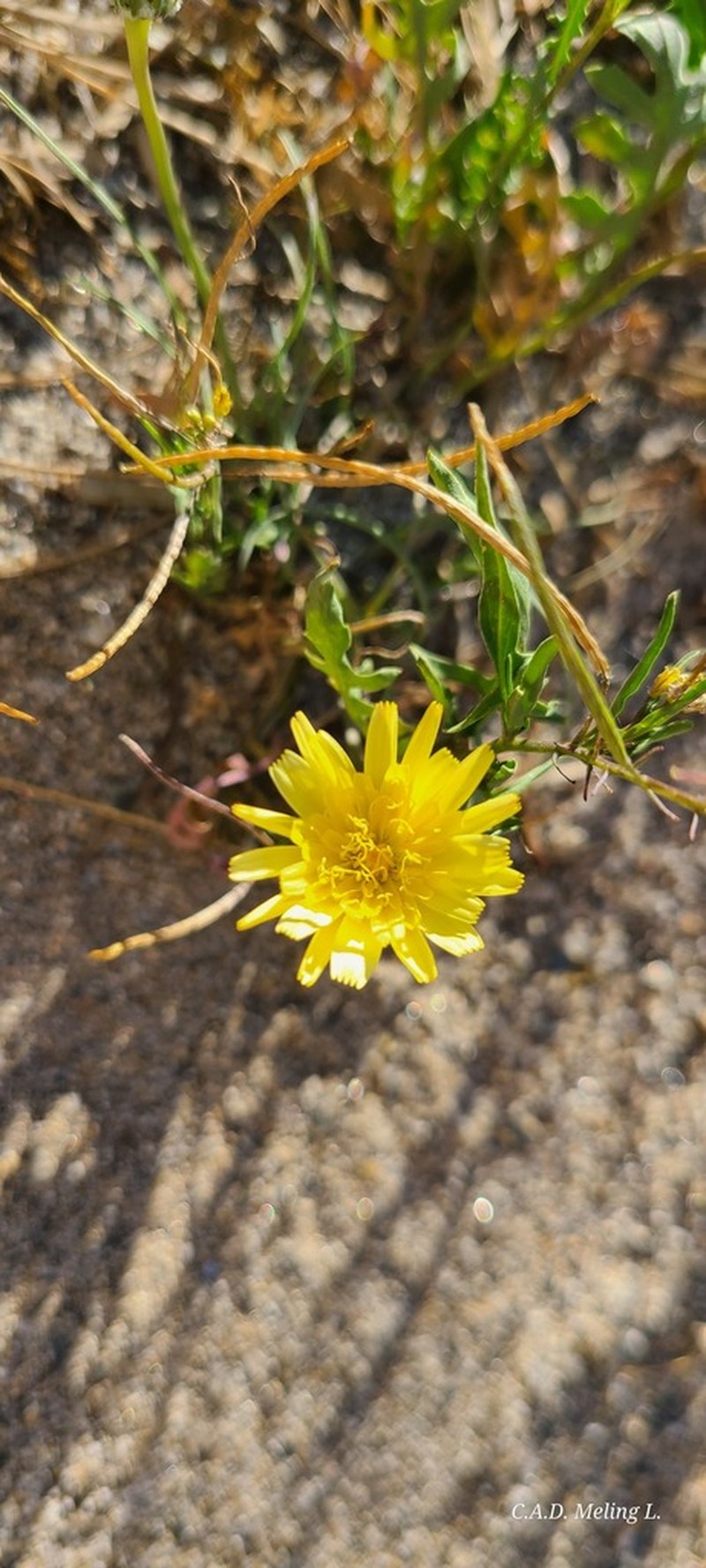 Twin Desertdandelion