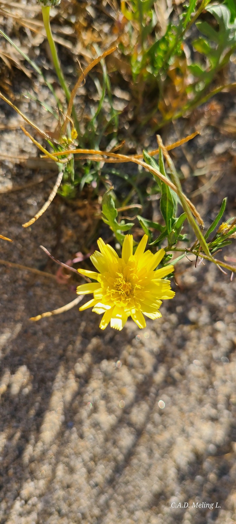 Twin Desertdandelion photo 2