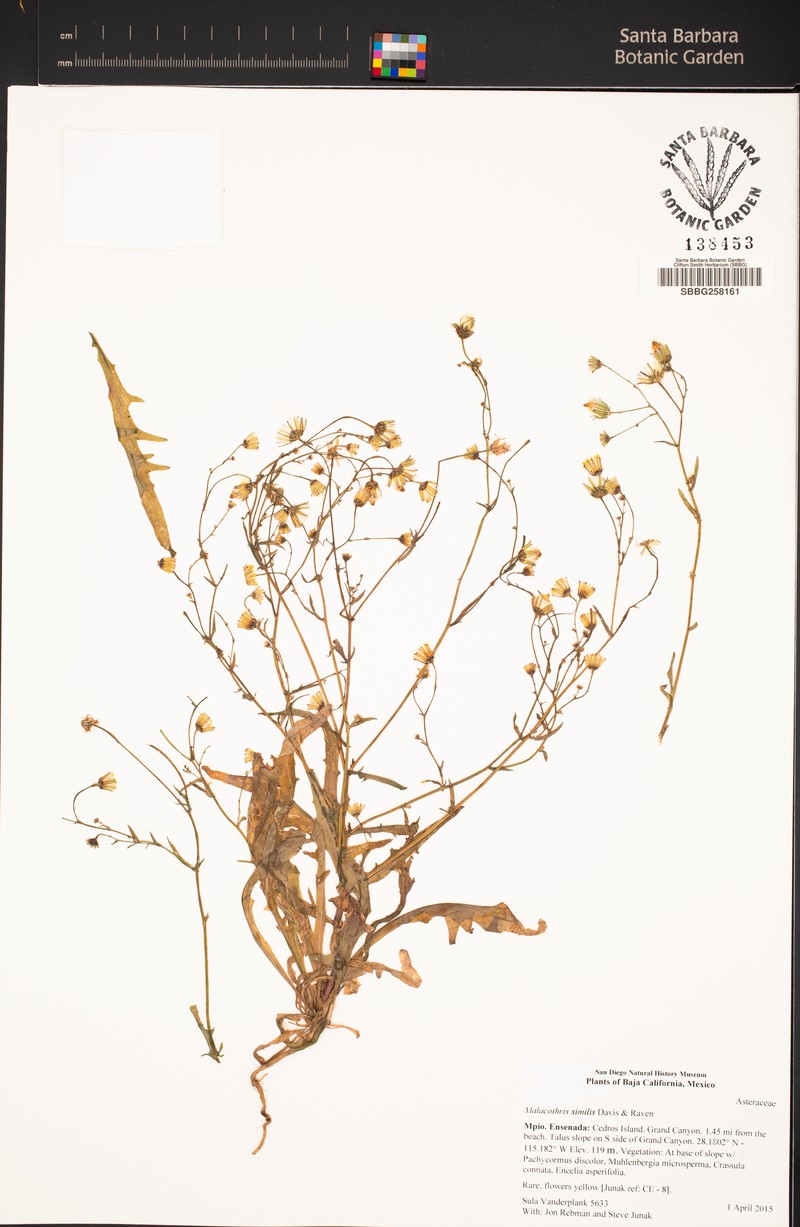 Twin Desertdandelion photo 3