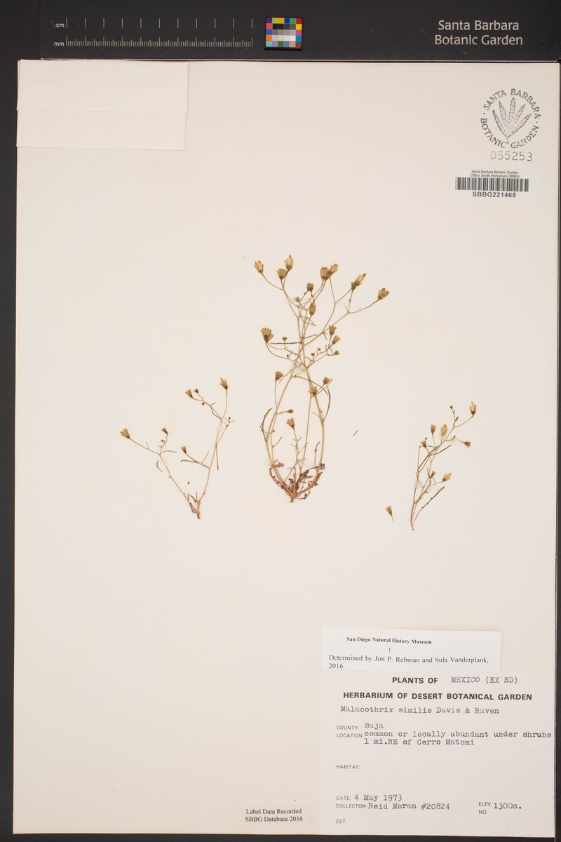 Twin Desertdandelion photo 6