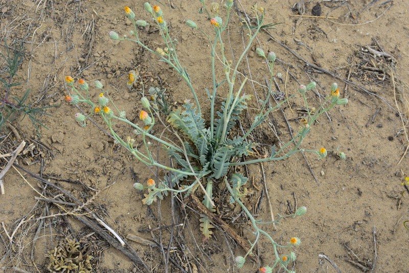 Sowthistle Desertdandelion photo 3