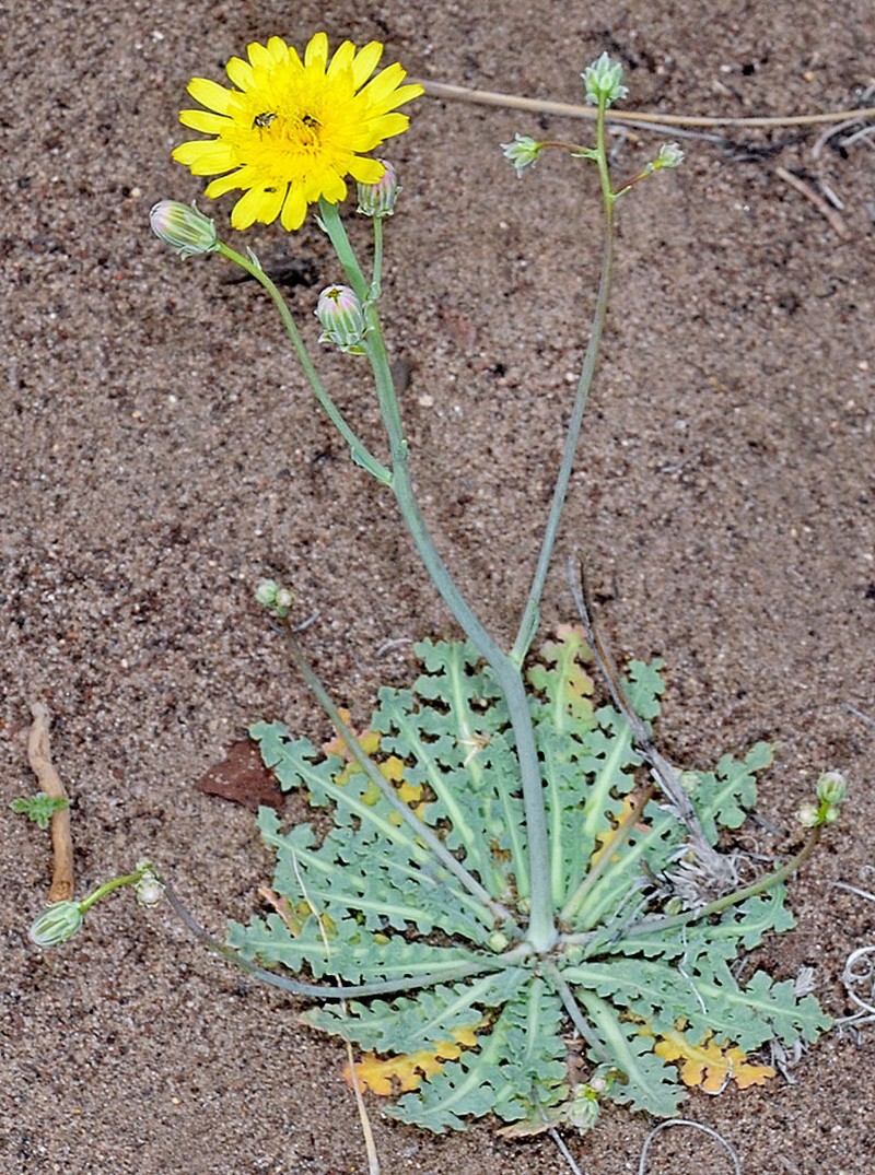 Sowthistle Desertdandelion photo 4