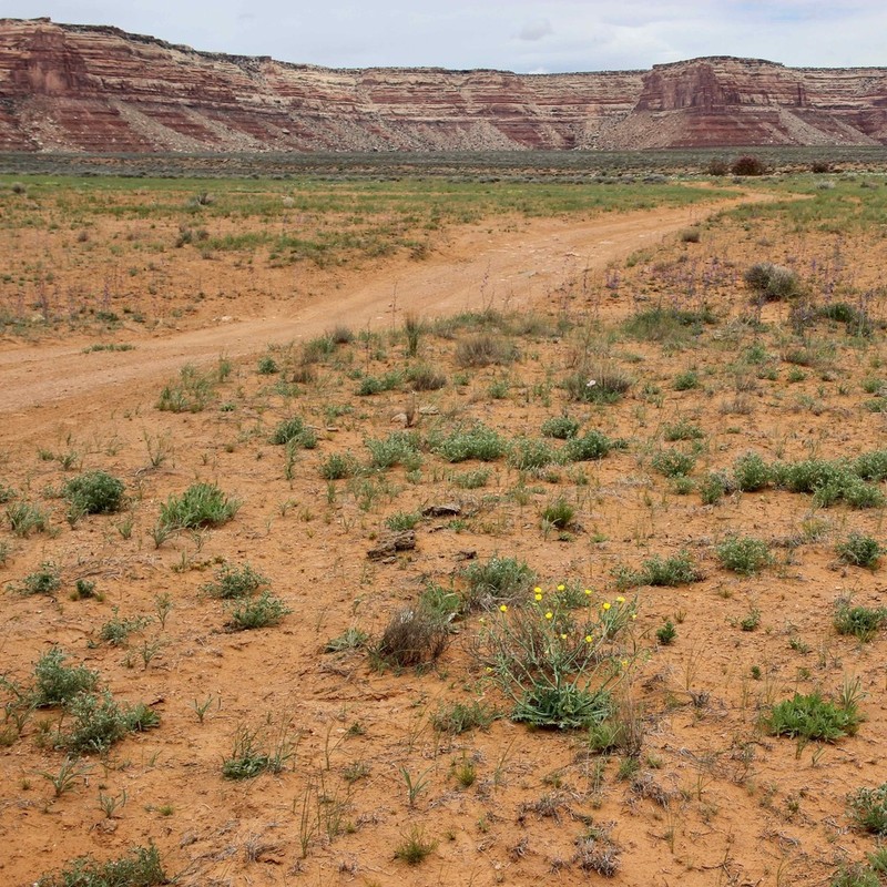 Sowthistle Desertdandelion photo 5