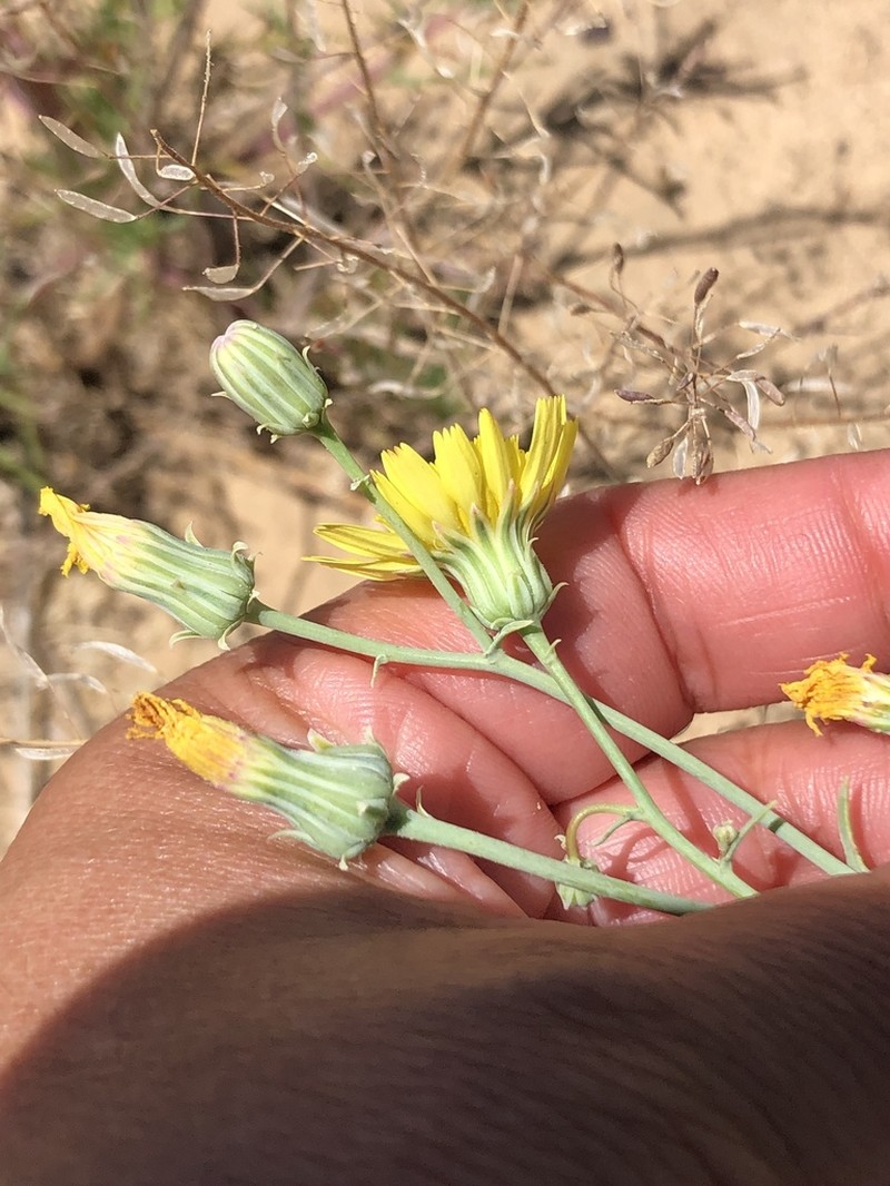 Sowthistle Desertdandelion photo 6