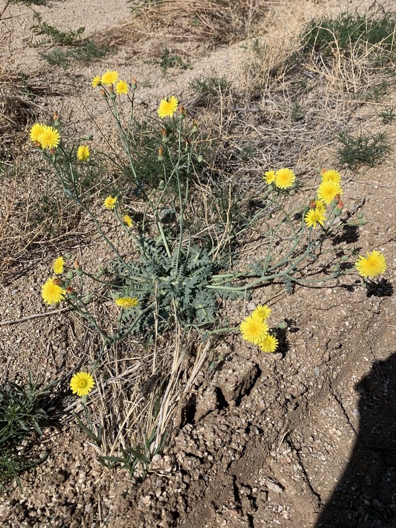 Sowthistle Desertdandelion photo 7
