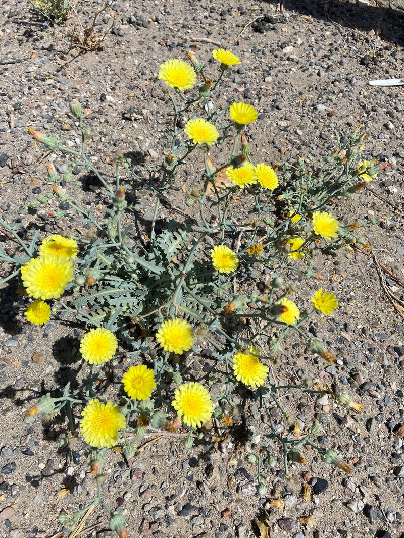 Sowthistle Desertdandelion photo 8
