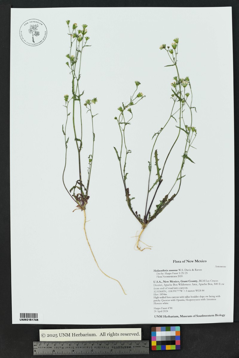 Sonoran Desertdandelion