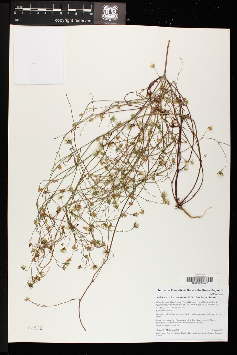 Sonoran Desertdandelion photo 2