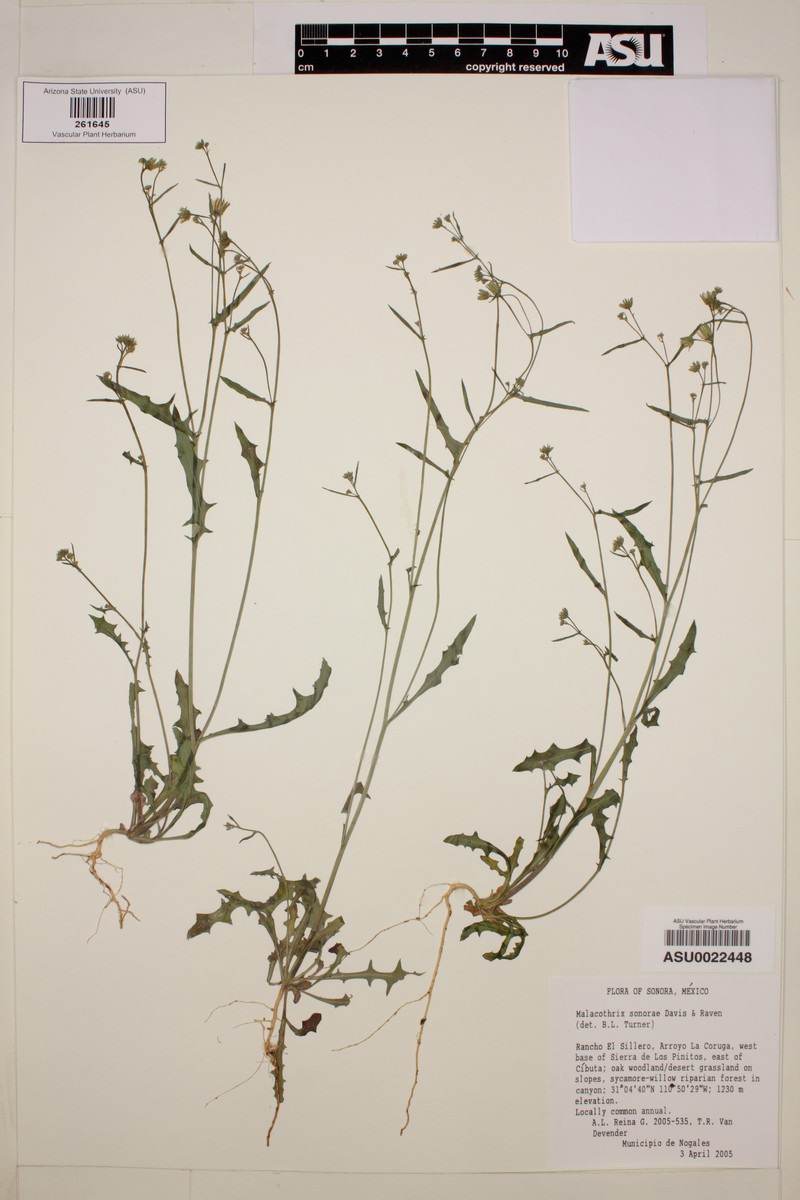 Sonoran Desertdandelion photo 4