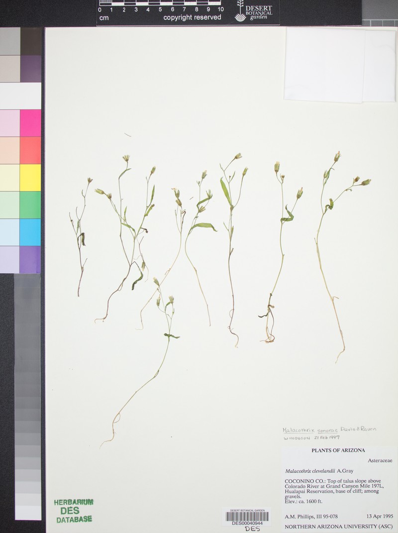 Sonoran Desertdandelion photo 5