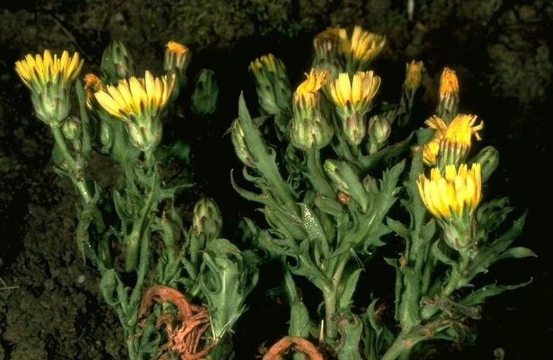 Santa Cruz Desertdandelion
